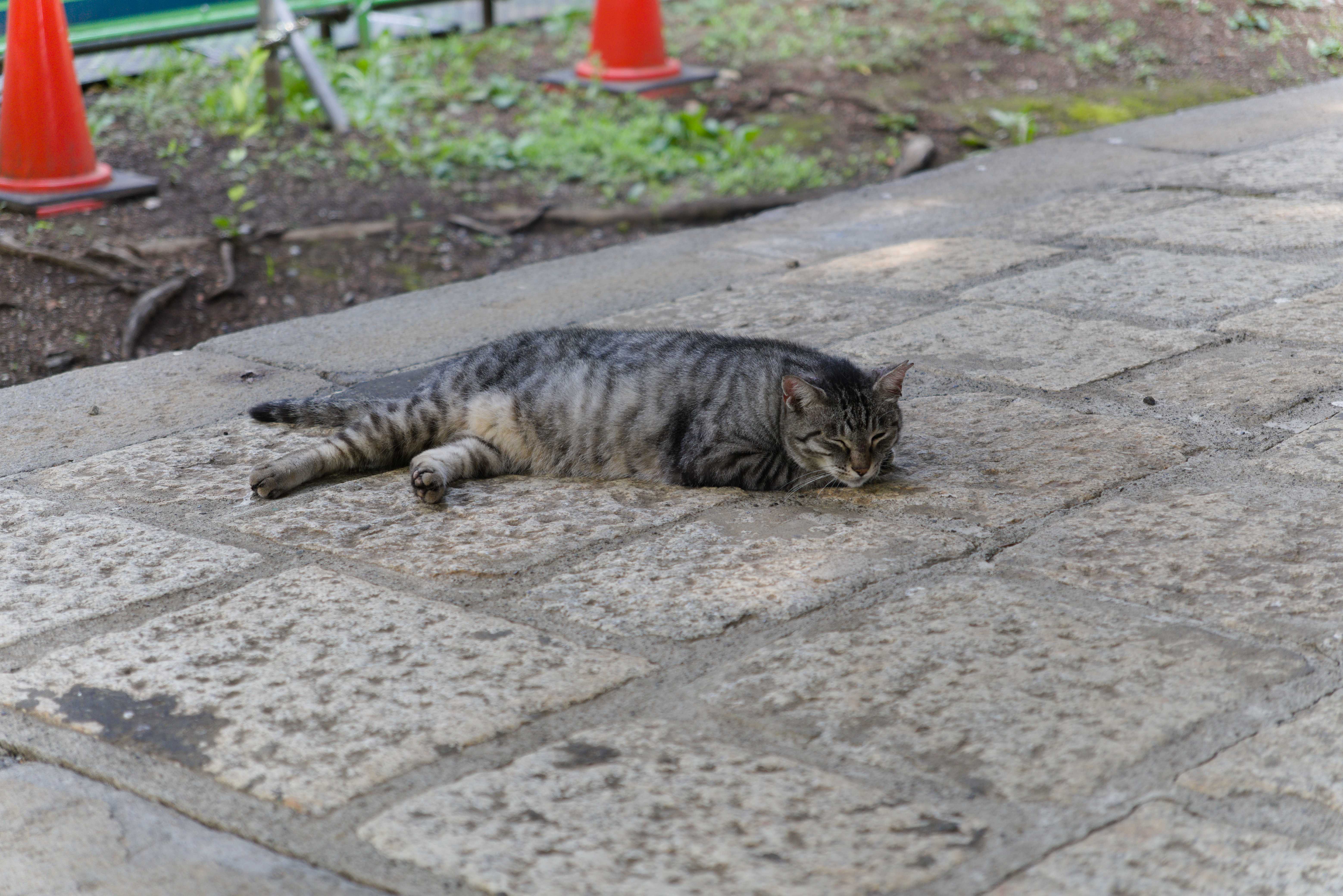 A random cat in Kuhombutsu temple.